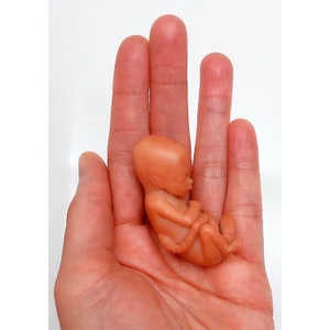 MADE TO ORDER 13 Week Gestation Fetus, Stage of Fetal Development (Memorial/Honor Sculpture - Baby Loss, Miscarriage, Keepsake)
