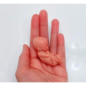 MADE TO ORDER 13 Week Gestation Fetus, Stage of Fetal Development (Memorial/Honor Sculpture - Baby Loss, Miscarriage, Keepsake)