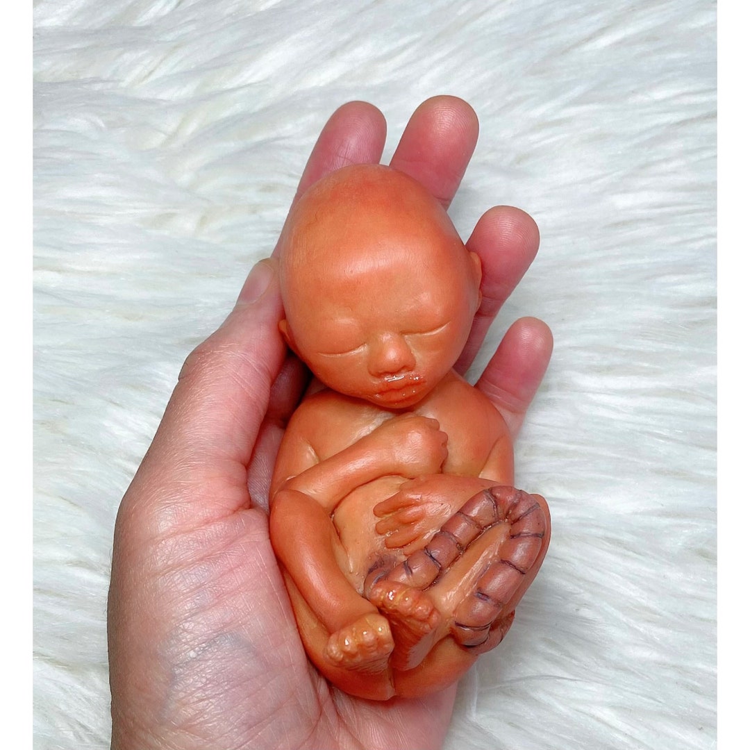 PNATOMY 胎児模型 約15cm PNATOMY 胎児模型 約15cm PNATOMY 胎児模型 約15cm PNATOMY 胎児模型