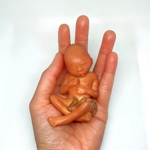 MADE TO ORDER 14 Week Gestation Fetus, Stage of Fetal Development (Memorial/Honor Sculpture - Baby Loss, Miscarriage, Keepsake)