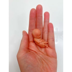 MADE TO ORDER 11 Week Gestation Fetus, Stage of Fetal Development (Memorial/Honor Sculpture - Baby Loss, Miscarriage, Keepsake)