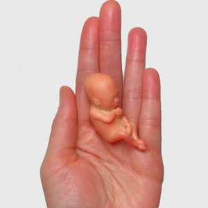 MADE TO ORDER 12 Week Gestation Fetus, Stage of Fetal Development (Memorial/Honor Sculpture - Baby Loss, Miscarriage, Keepsake)