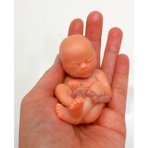 MADE TO ORDER 14 Week Gestation Fetus, Stage of Fetal Development (Memorial/Honor Sculpture - Baby Loss, Miscarriage, Keepsake)