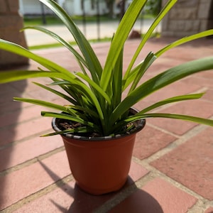 Rare Shamrock Spider Plant: Air Purifying, Cat-Friendly - 4 Inch Pot