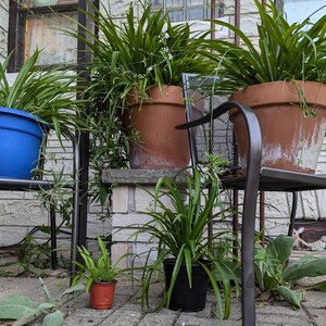 Rare Shamrock Spider Plant: Air Purifying, Cat-Friendly - 4 Inch Pot