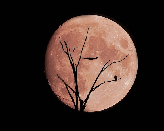 A Kinship of Wings ... An Eagle, a Plane, and the Full Moon