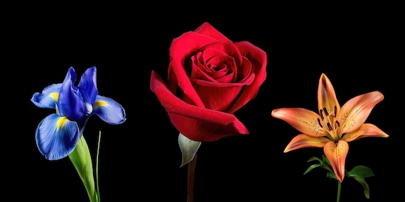 Colors in Bloom