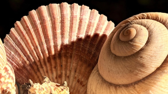 Found on the Beach
