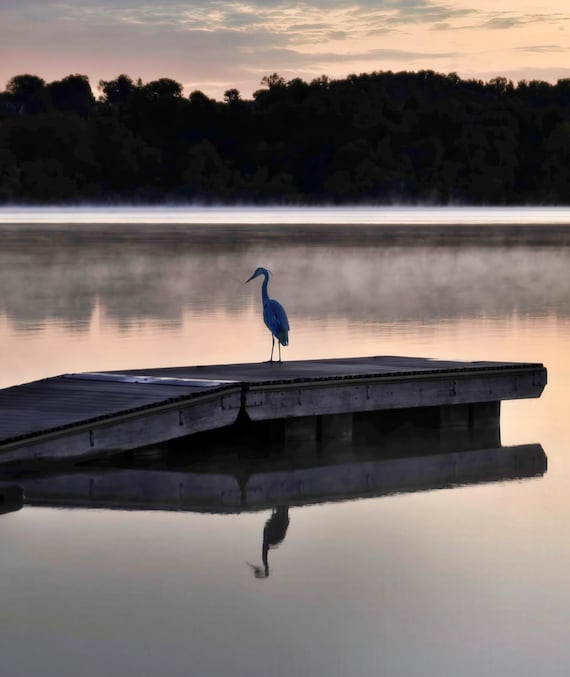 Heron on Misty Lake Dock