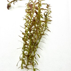 Bundle of 5 Live Rotala Stems - Aquatic Plants for Vibrant Aquariums | Plant Weight