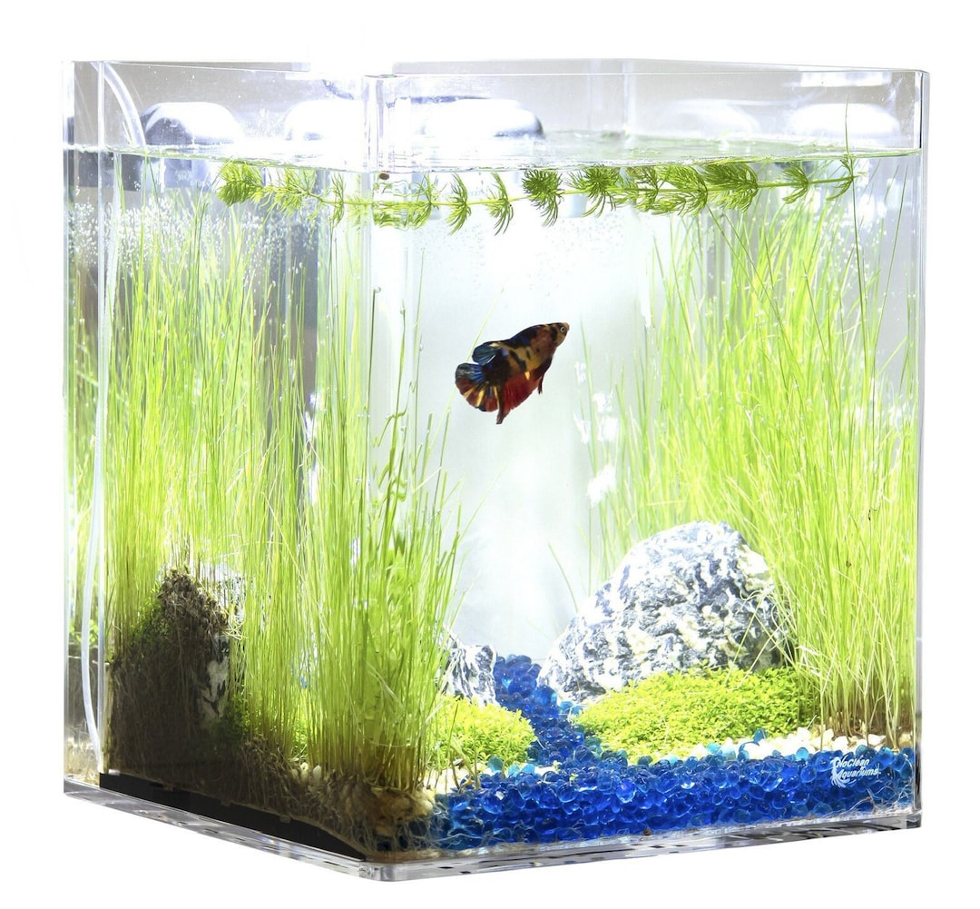 Petit aquarium sans pompe  Conception aquarium, Aquarium