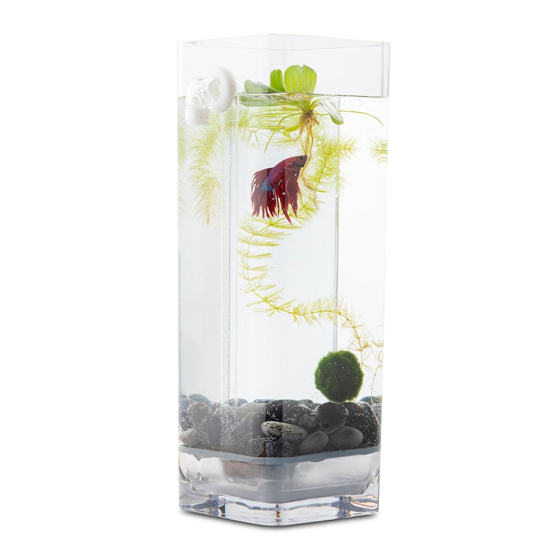 Self-Cleaning Betta Fish Aquarium with River Stones Food Free US Shipping image 2