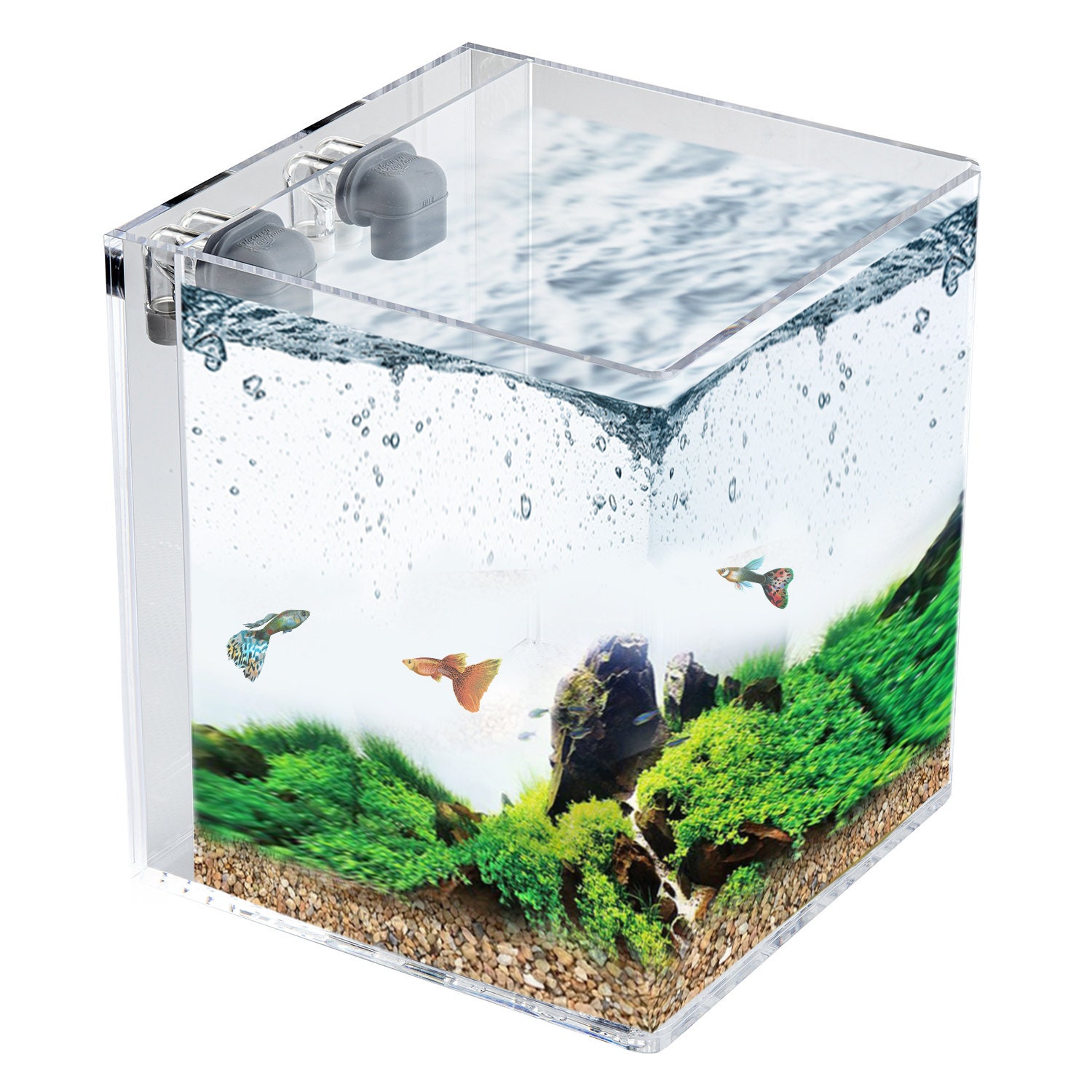 Nano Cube 10l Aquarscape  Nano aquarium, Aquarium fish, Fish