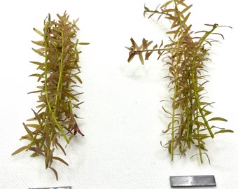 Bundle of 10 Live Rotala Stems - Aquatic Plants for Vibrant Aquariums | Plant Weight