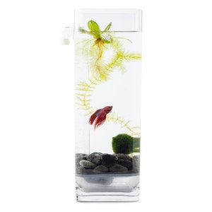 Self-Cleaning Betta Fish Aquarium with River Stones + Food + Free US Shipping