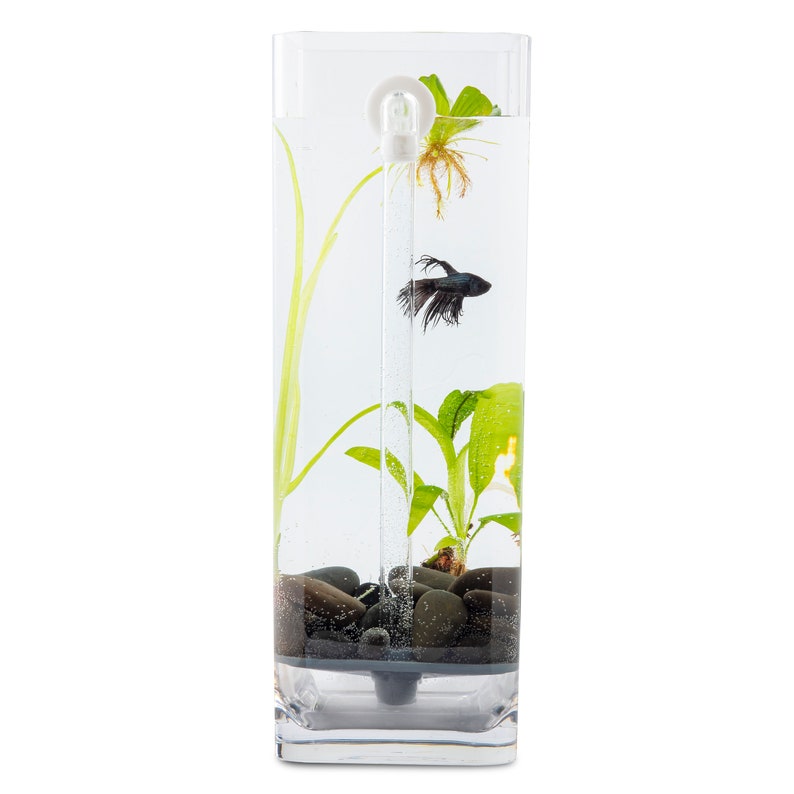 Self-Cleaning Betta Fish Aquarium with River Stones Food Free US Shipping image 3