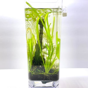 Shrimp / Planted Tank Kit - Wabi Kusa Style