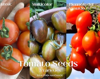 JUEGO DE MÁS DE 100 SEMILLAS DE TOMATES (3 Variedades): Clásico, Multicolor 'Plum Indigo Stripe', Piennolo del Vesuvio // Jardinería, Granja, Italia