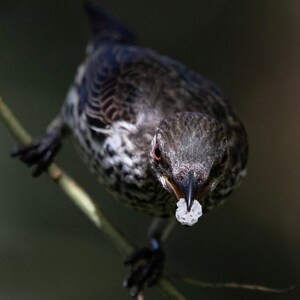 Food In Mouth Asian Glossy Starling (Female)