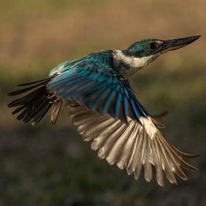 Collared Kingfisher In Flight