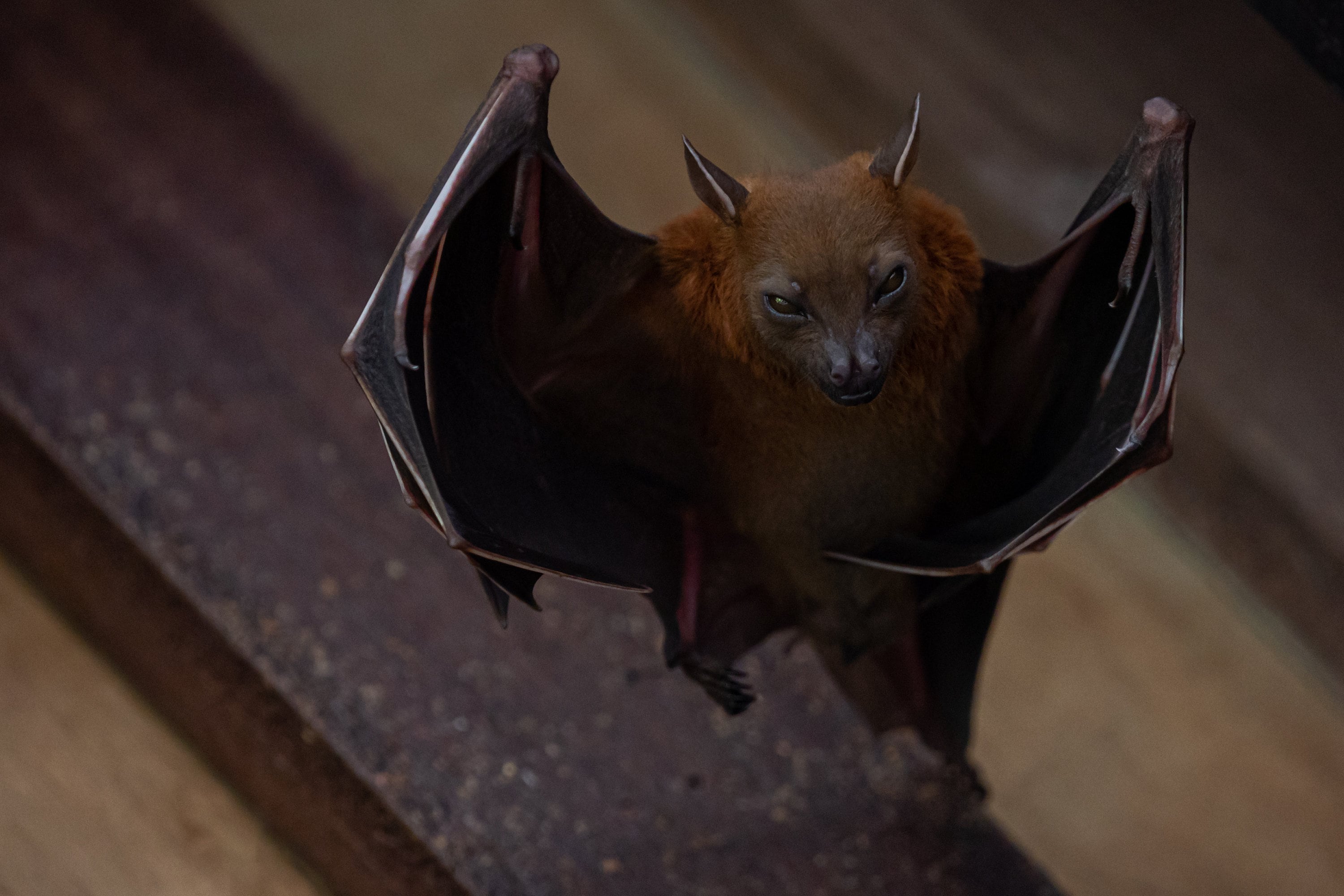 Lesser Dogfaced Fruit Bat Etsy