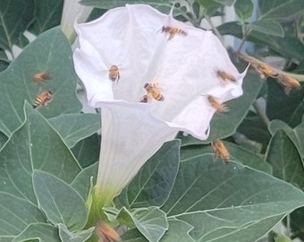 Datura innoxia, 20+ Moon flower seeds