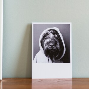Könnte beinhalten: Ein Schwarzweißfoto eines Hundes, der einen grauen Kapuzenpullover trägt. Der Hund schaut direkt in die Kamera.