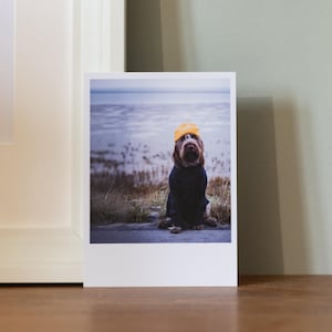 Könnte beinhalten: Ein brauner und weißer Hund mit einem gelben Hut sitzt an einem Strand mit verschwommenem Hintergrund.