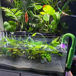 May include: A rectangular aquarium with lush green aquatic plants and a small fish. The tank is illuminated by overhead lights and surrounded by various green plants. A green siphon is attached to the tank.