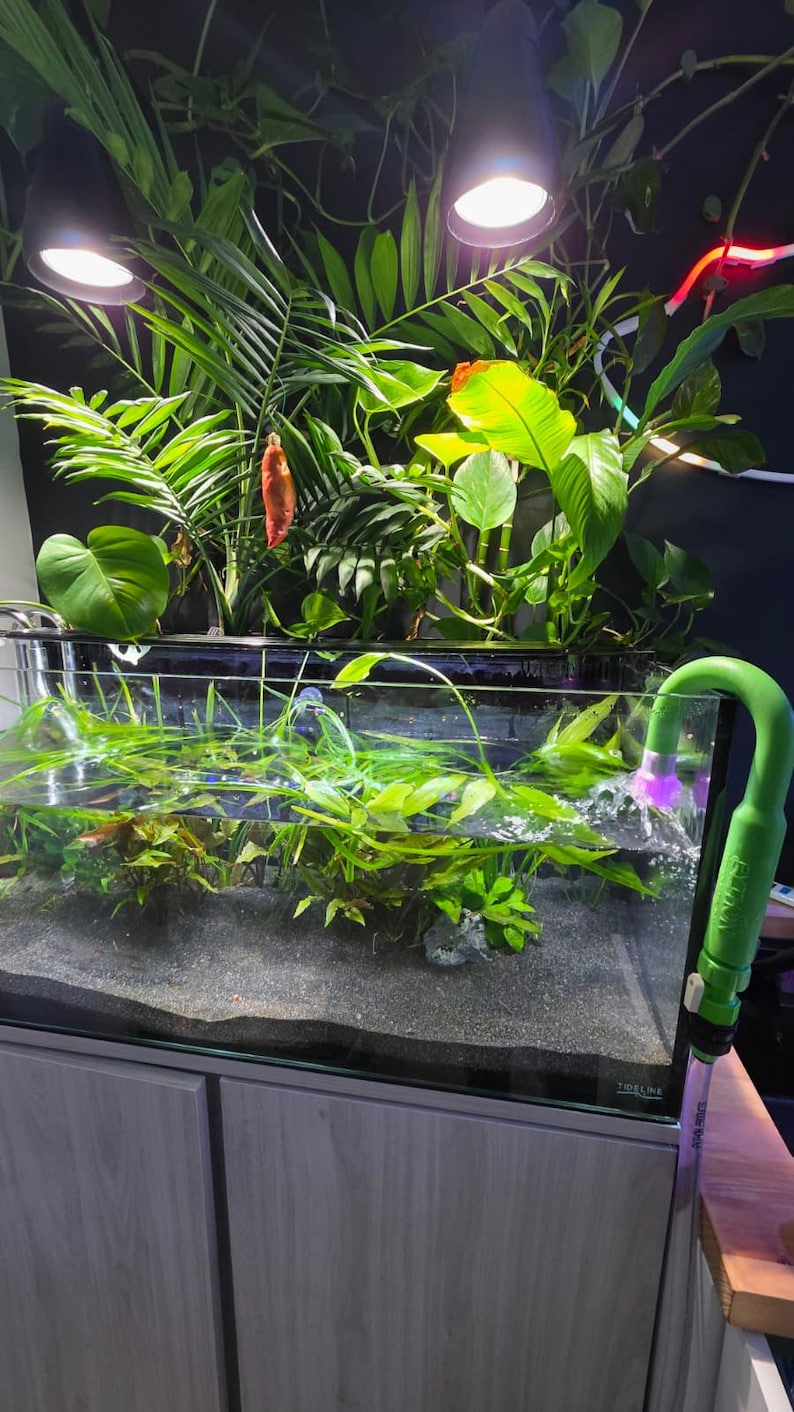 May include: A rectangular aquarium with lush green aquatic plants and a small fish. The tank is illuminated by overhead lights and surrounded by various green plants. A green siphon is attached to the tank.