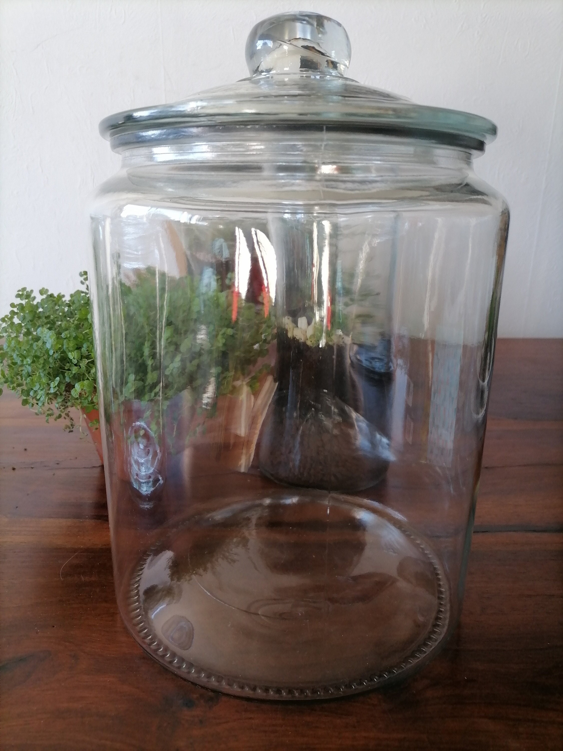 Bocal en Verre Xxl 6, 35Lts avec Couvercle | Ht 29 cm - Diy Kit Terrarium Vintage Glass Planter