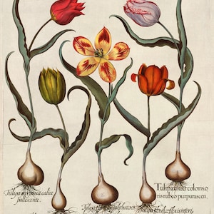 Antique Floral Print_Tulips ideal for framing and wall decor