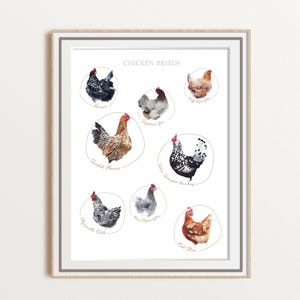 Chicken breeds watercolor art, chicken breeds poster, chicken lover gift, chicken coop decor, farm girl gift, unframed giclee print