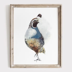 California Quail Watercolor Print - Game Bird Artwork - Nature Lover Gift