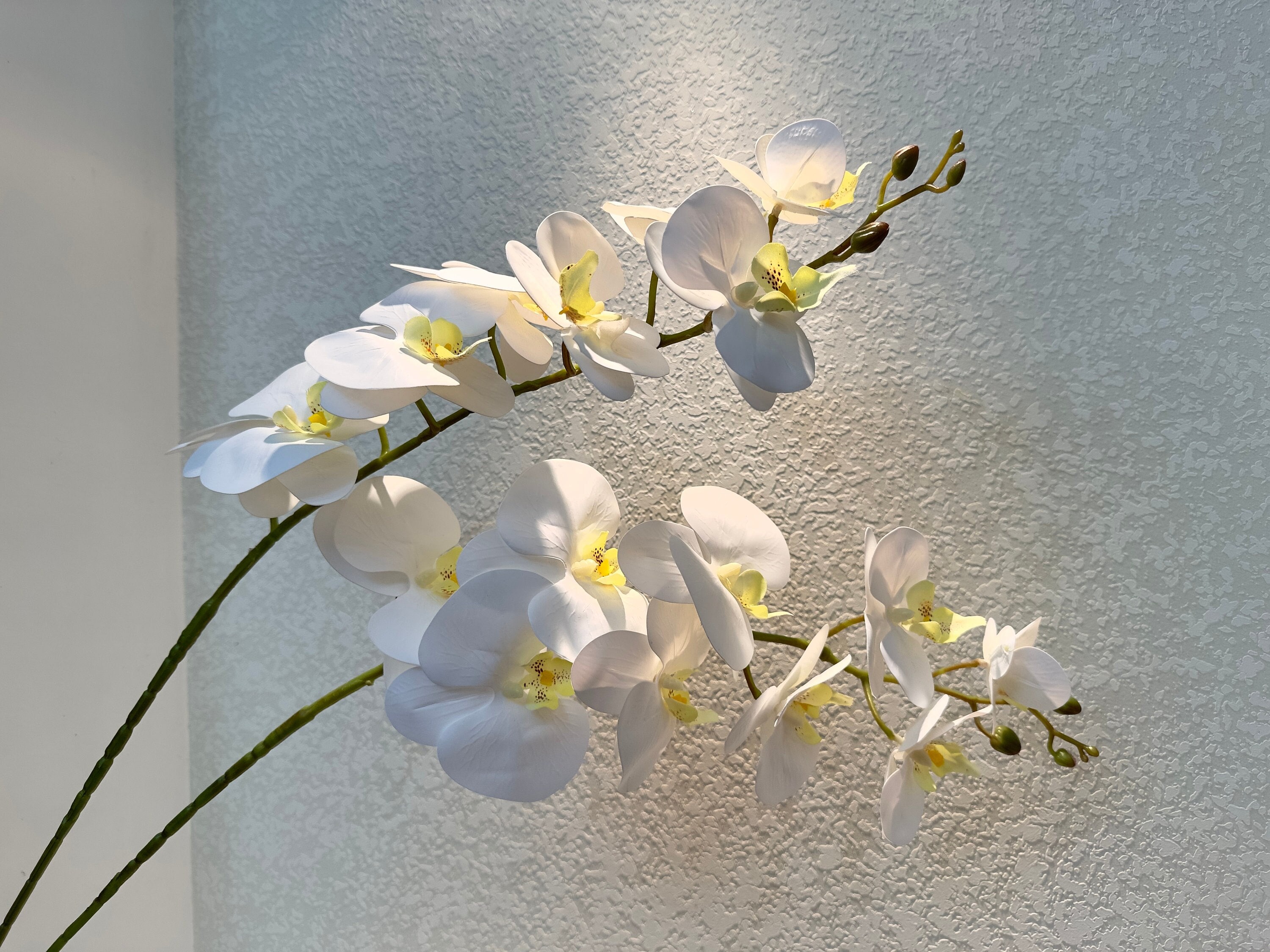 orchidee mit weißen blüten Weiße Orchidee | kaufen main image 1