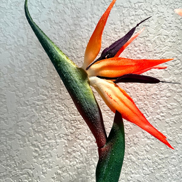 Real Touch Bird of Paradise Stem Premium Fake Red Strelitzia Artificial Tropical Flower Centerpiece Floral Decoration Wedding Table Decor