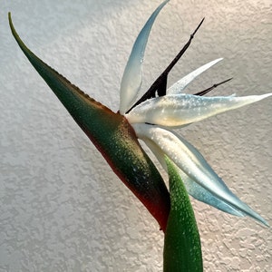 Peut inclure: Une fleur d'oiseau de paradis avec des pétales blancs, bleus et noirs, et une tige verte et rouge. La fleur a des gouttelettes d'eau sur les pétales et les feuilles. Le fond est un mur blanc texturé.