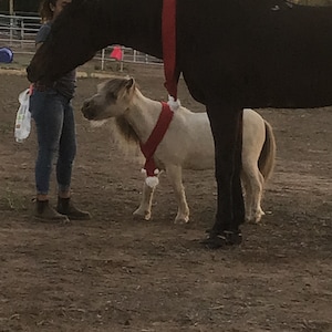 Op de afbeelding: Een zwart paard en een wit miniatuurpaard met rode en witte kerstman-halsbanden. De paarden staan in een zandarena.