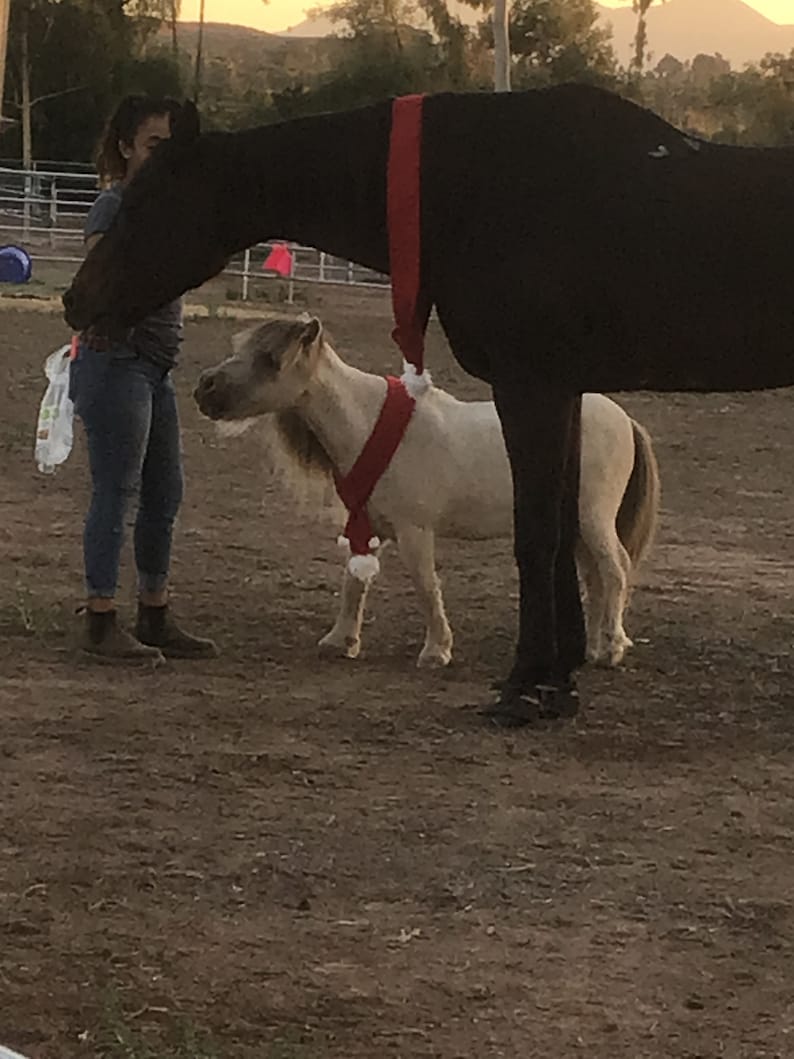 Op de afbeelding: Een zwart paard en een wit miniatuurpaard met rode en witte kerstman-halsbanden. De paarden staan in een zandarena.