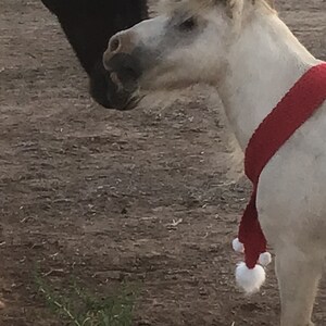 Op de afbeelding: Een wit pony met een rood-witte sjaal met witte pompoenen. De pony kijkt naar links van het frame.