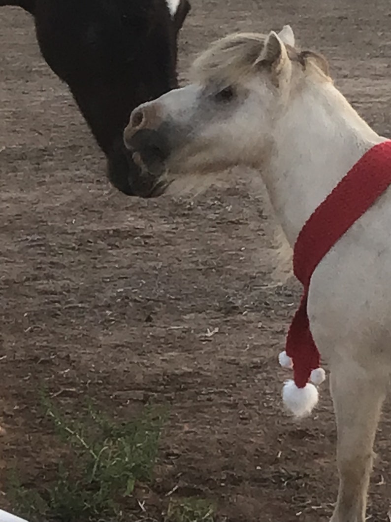 Op de afbeelding: Een wit pony met een rood-witte sjaal met witte pompoenen. De pony kijkt naar links van het frame.