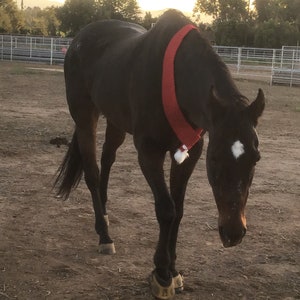 Op de afbeelding: Een bruin paard met een rode en witte kerstsok om zijn nek. Het paard staat in een modderige paddock.