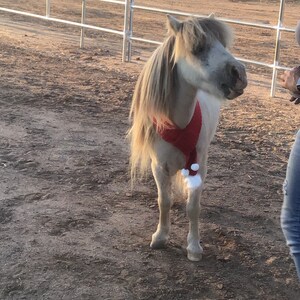Op de afbeelding: Een klein, wit en bruin pony met een rode en witte kerstmanmuts. De pony staat in een zandpaddock met een metalen hek op de achtergrond.