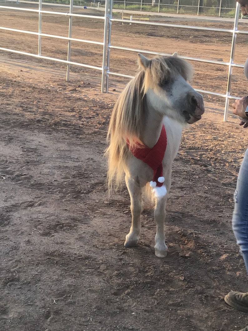 Op de afbeelding: Een klein, wit en bruin pony met een rode en witte kerstmanmuts. De pony staat in een zandpaddock met een metalen hek op de achtergrond.