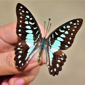 Graphium eurypylus, real butterfly, real butterfly art, spread butterfly, mounted butterfly, butterfly artwork,