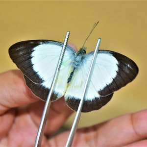 Cepora boisduvaliana, insect specimen, beautiful insects, real insect, unspread butterfly,