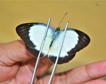 Cepora boisduvaliana, insect specimen, beautiful insects, real insect, unspread butterfly,