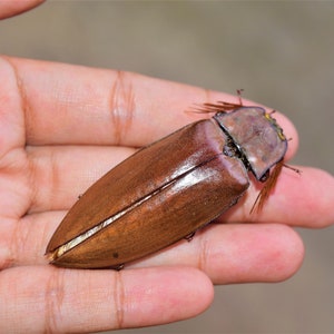 big elateidae sp, big click beetles, dried insects, real insect, beautiful insects, taxidermy, dried beetle image 3