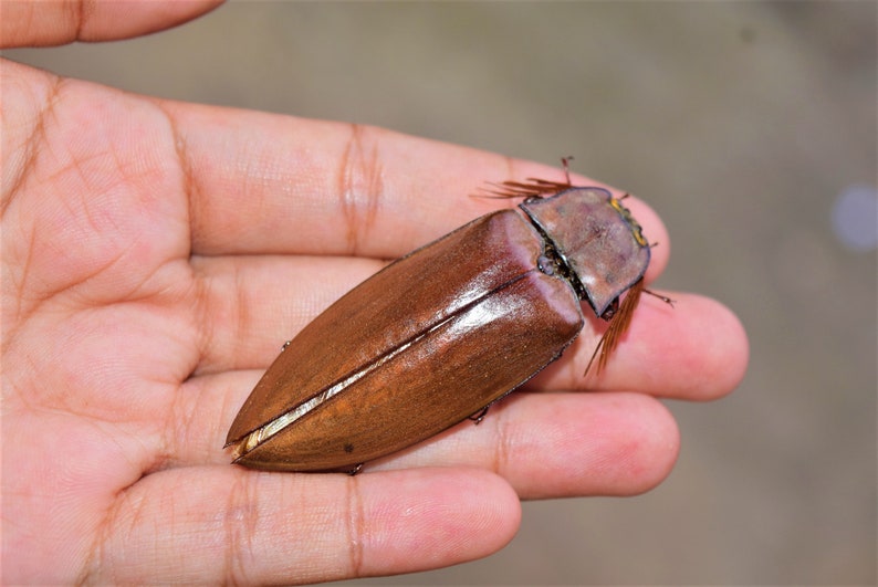 big elateidae sp, big click beetles, dried insects, real insect, beautiful insects, taxidermy, dried beetle image 3