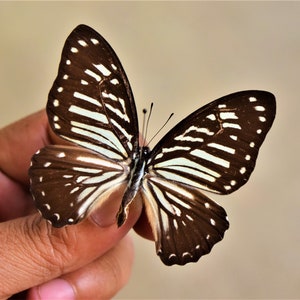Spread Nymphalidae sp, real butterfly, spread butterfly, mounted insect, beautiful insects, real insect, mounted butterfly,